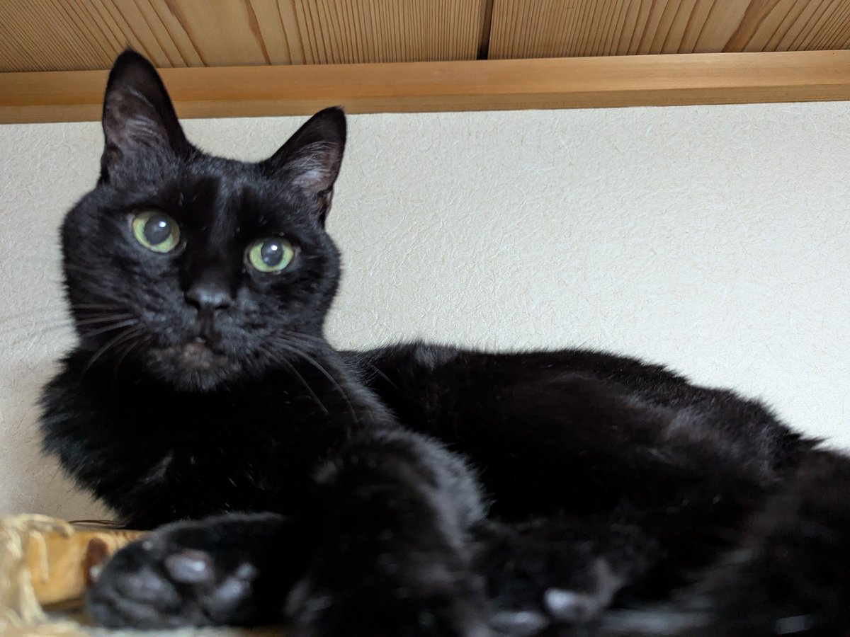 ma_neko12's tweet photo. しゃき→つんつんしてみた😺👈→顔くるん🙃。　かわいい😽 https://t.co/iekOoEHwvL