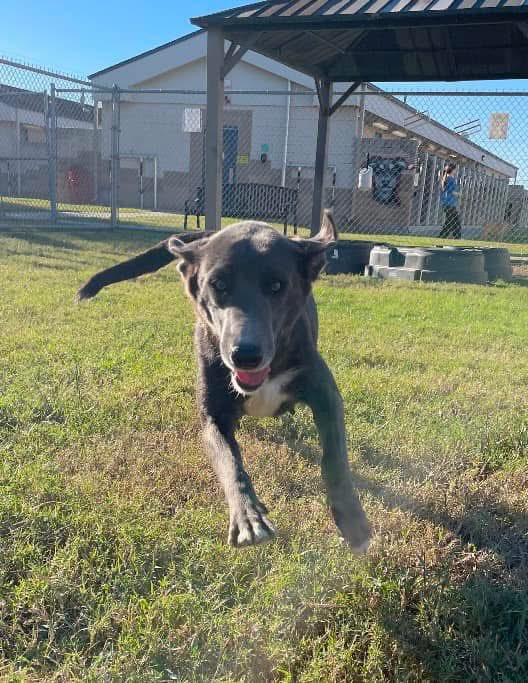 SARITA #A374417 is such a darling,loves to play,eager to plz,funny,always in a good mood, will b such a wonderful companion if u save her precious life!
Make SARITA'S Xmas wish come true,she just wants a chance to live &amp; b loved!
PLZ #Adopt #Foster or #Pledge  #CorpusChristi