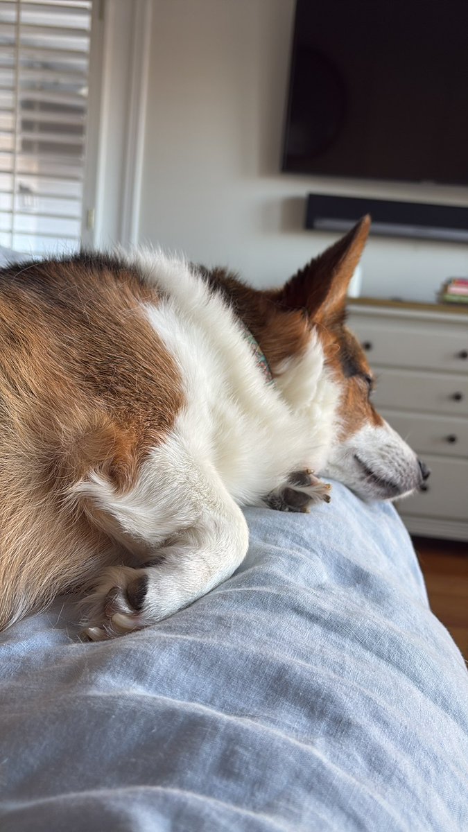 nyman12's tweet image. Good morning from Gracie! #corgi #corgicrew #corgilover