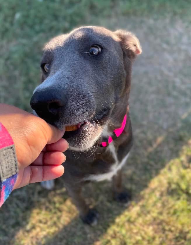 Precious SARITA #A374417 is positively precious!
She has the most amazing personality,she is absolutely RADIANT☀️ 
Always happy,loves to play, Lab-mix,she will fill your life with unconditional love if u save her!
PLZ #Adopt #Foster or #Pledge even a Retweet helps so much #Texas