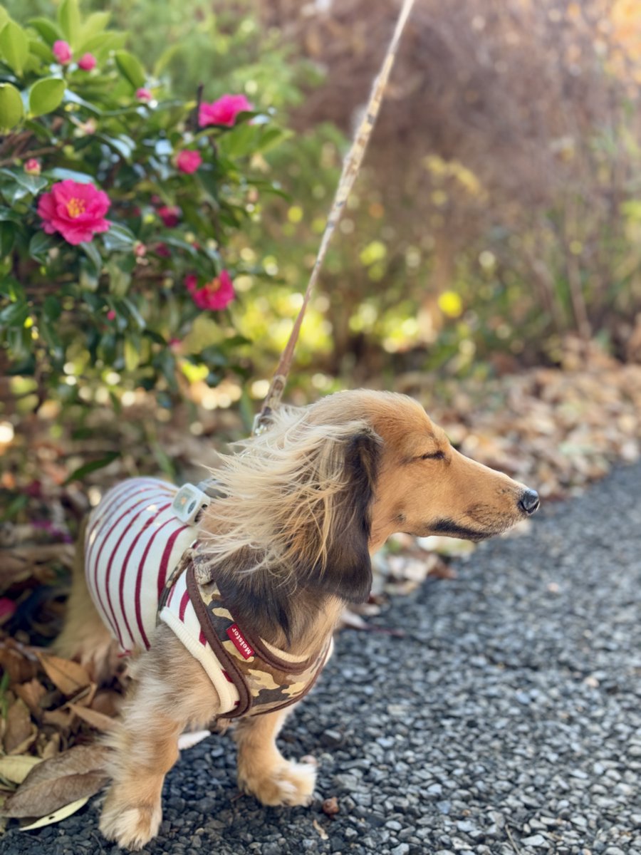風の強かった日曜日𓂅🍂
耳を煽られながら散歩する犬です。