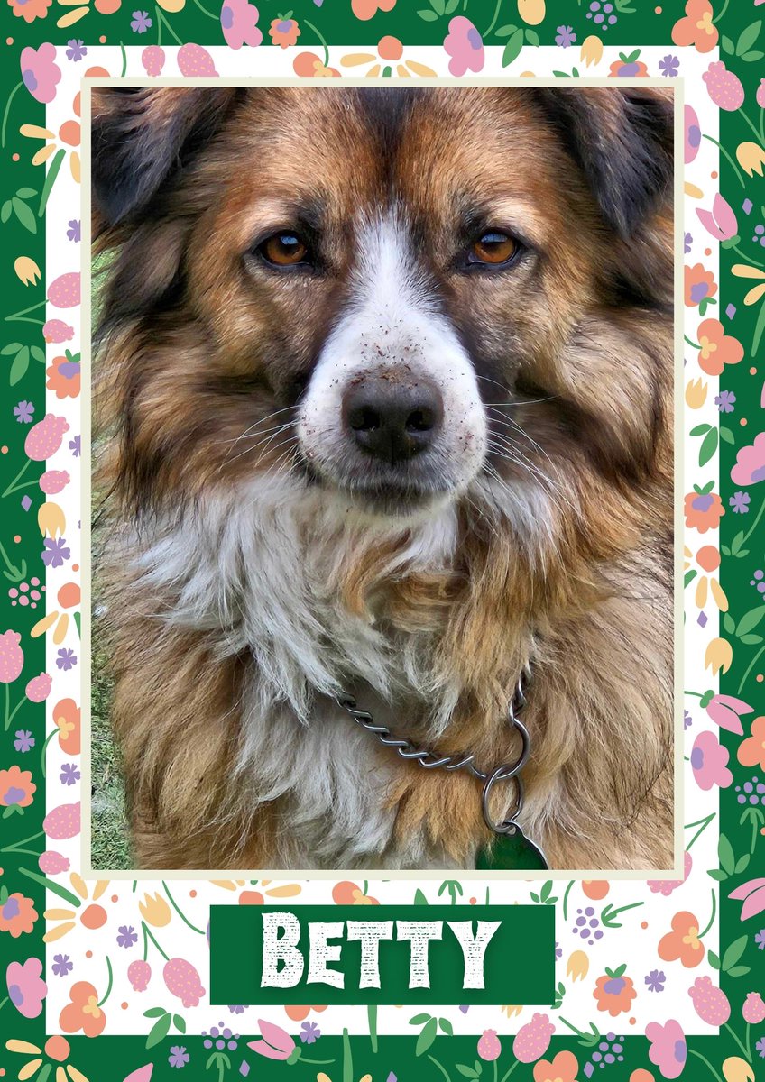 Betty would like you to retweet her so the people who are searching for their perfect match might just find her 💚🙏 oakwooddogrescue.co.uk/meetthedogs.ht… 
#teamzay #dogsoftwitter #rescue #rehomehour #adoptdontshop #k9hour #rescuedog #adoptable #dog