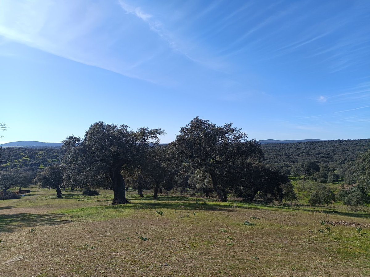 Dehesa y biodiversidad 🌍🌳🌳🦅, Extremadura, diciembre 2024.
#biodiversidad #gestiónforestal #dehesa