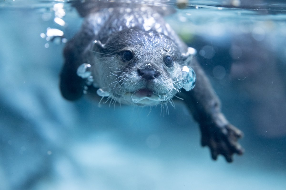 nnaoto1021's tweet photo. 水中のシンちゃんは、
カワイイというよりファニー笑

Nikon Z 9 + Z 70-200mm f/2.8 VR S &amp; TC-1.4x 
#多摩動物公園 #多摩動物園 #コツメカワウソ #カワウソ #otter #獭 #수달 #シン https://t.co/WENWTDKvNu
