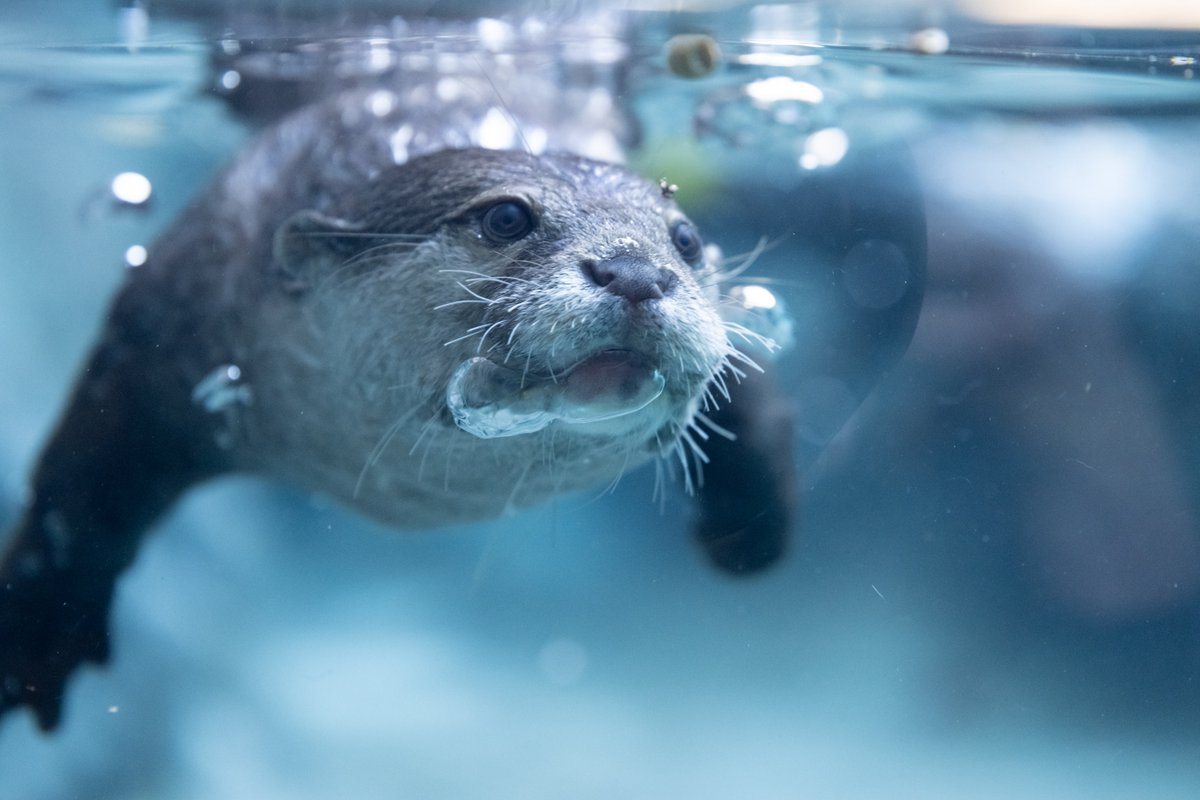 nnaoto1021's tweet photo. 水中のシンちゃんは、
カワイイというよりファニー笑

Nikon Z 9 + Z 70-200mm f/2.8 VR S &amp; TC-1.4x 
#多摩動物公園 #多摩動物園 #コツメカワウソ #カワウソ #otter #獭 #수달 #シン https://t.co/WENWTDKvNu
