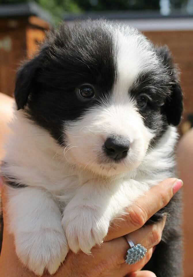 AusShepherdClub's tweet photo. I need a sweet name ❤️❤️ https://t.co/EUqLfLNWny