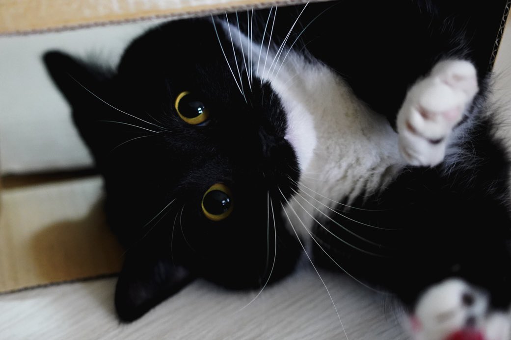 Cheesy_Man_0230's tweet photo. @unicouniuni3 Uni and my kitty Minerva must be related. They have the same aura and strength. https://t.co/dKQhkwGPxd