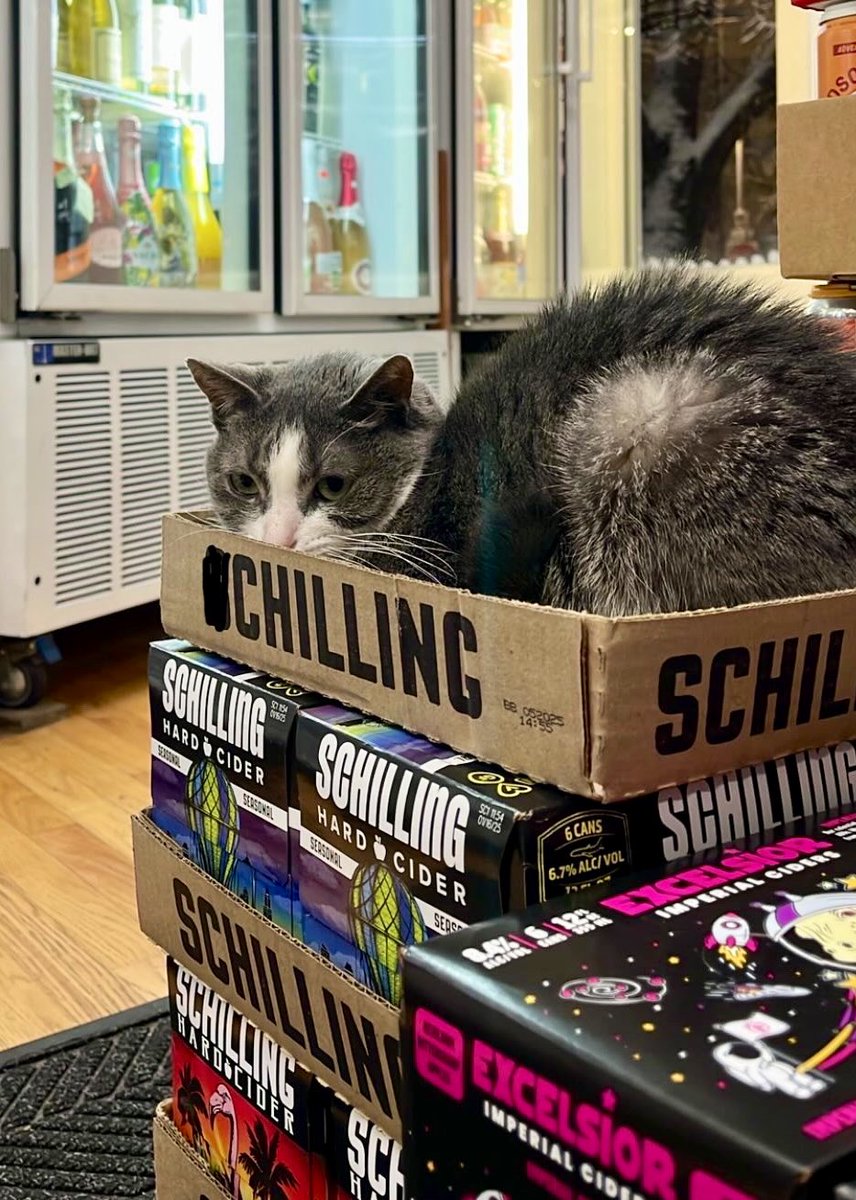 Bodega Cats (@bodegacats_) on Twitter photo 