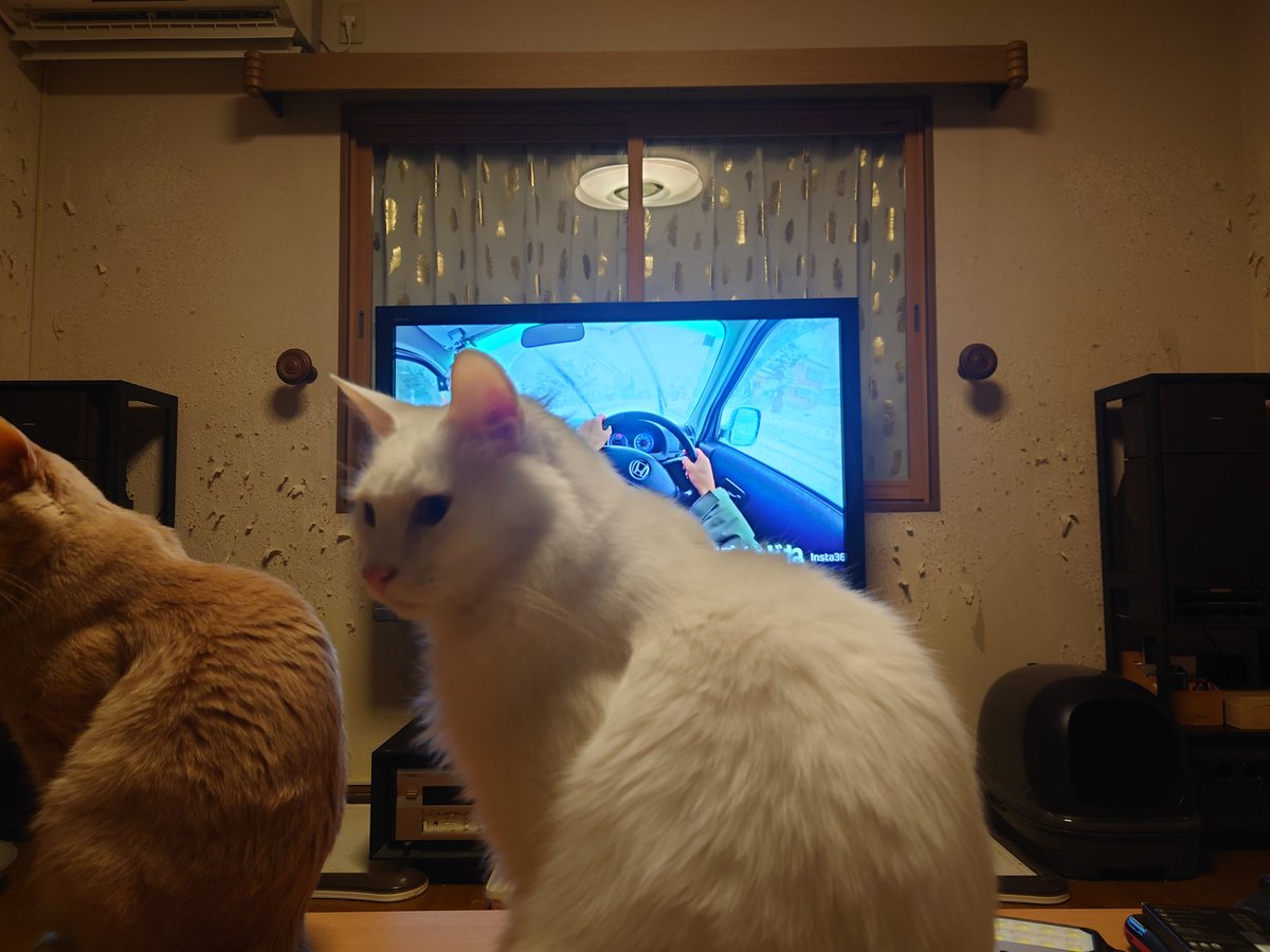 全国的に大雪らしい
我が家もホワイトアウト状態ｗｗｗ
前が全く見えない....

#猫のいる暮らし𓏲𓎨 
#ねこ