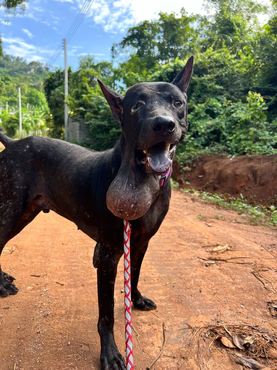 Shaq is maybe my favorite rescue ever. I found him on the streets with a huge growth on his neck. 

We treated him with great difficulty and he made it. 

Today I went back to see him for Christmas and brought him some gifts (1/8) 🧵