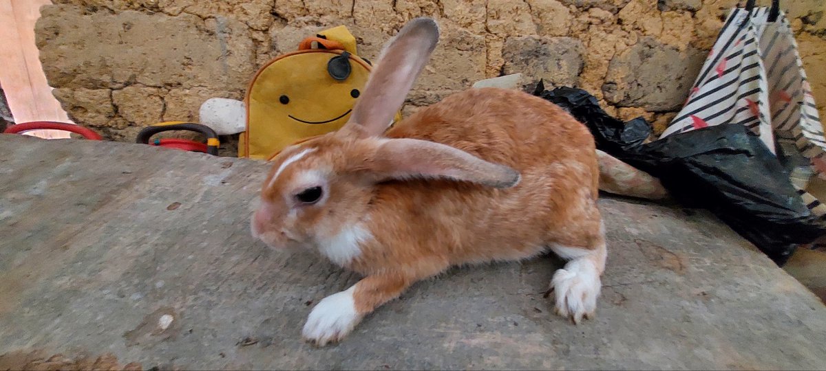 DonLocoShow1's tweet photo. I want somebody to explain to me how to look a rabbit 🐇 like this and kn0w if it's a female or male?
#rabbits #animals #rabbits https://t.co/wFyMQWI6n7