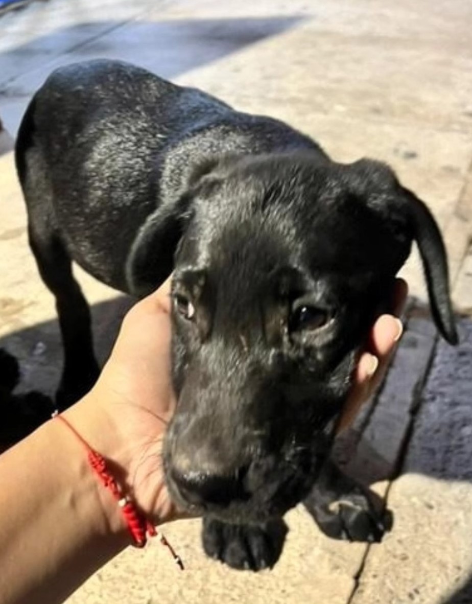 eltuitdemarsh's tweet photo. Urgente! Estos bebés, macho y hembra, fueron abandonados en la playa. Se necesita de un hogar temporal o definitivo para ellos. Son sólo bebés y no podrán sobrevivir en las calles. Si puedes darle(s) temporal o deseas adoptar(los), comunícate al +56942868817. Favor RT!
#LaSerena https://t.co/piq3u0buMr