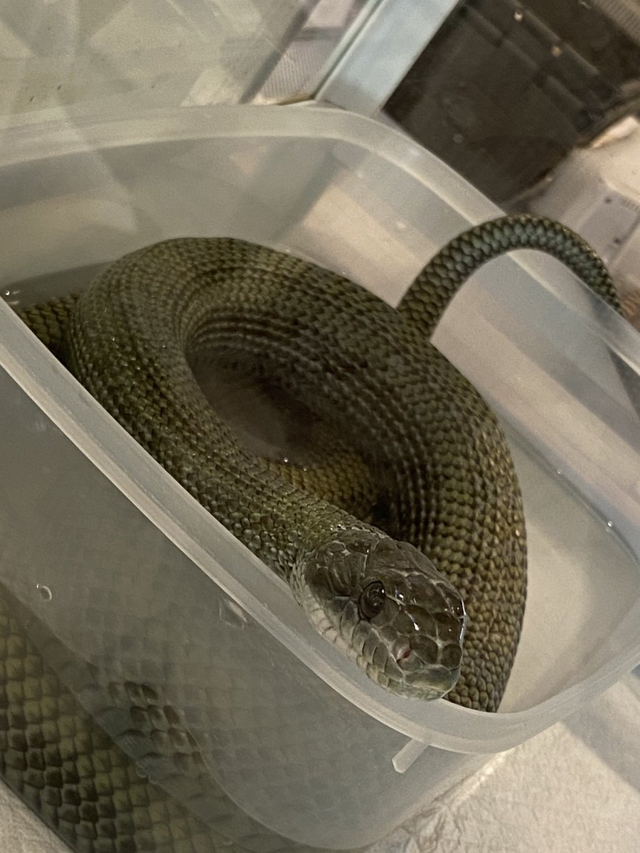 ⚠︎︎蛇の写真
🐉🦎🐍