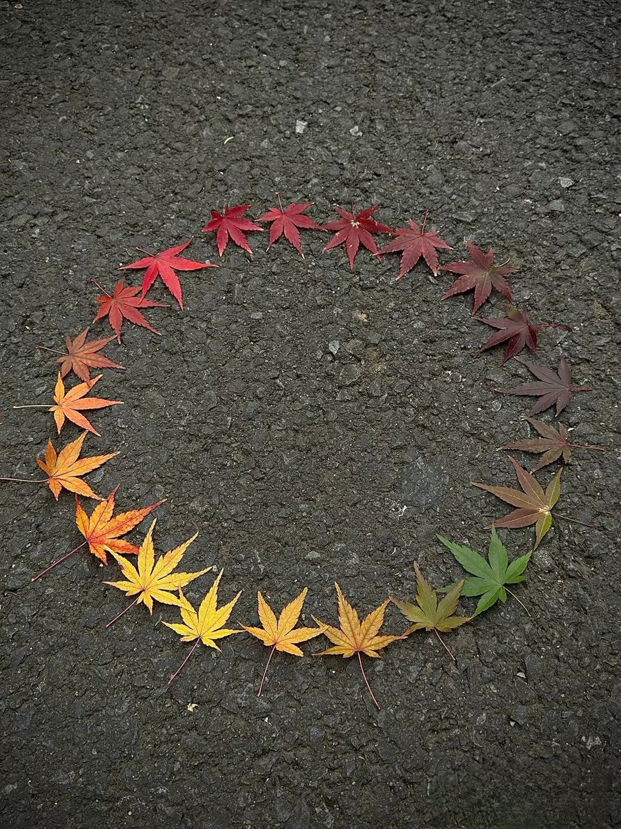 为了一张照片，跑遍了整座山🍁