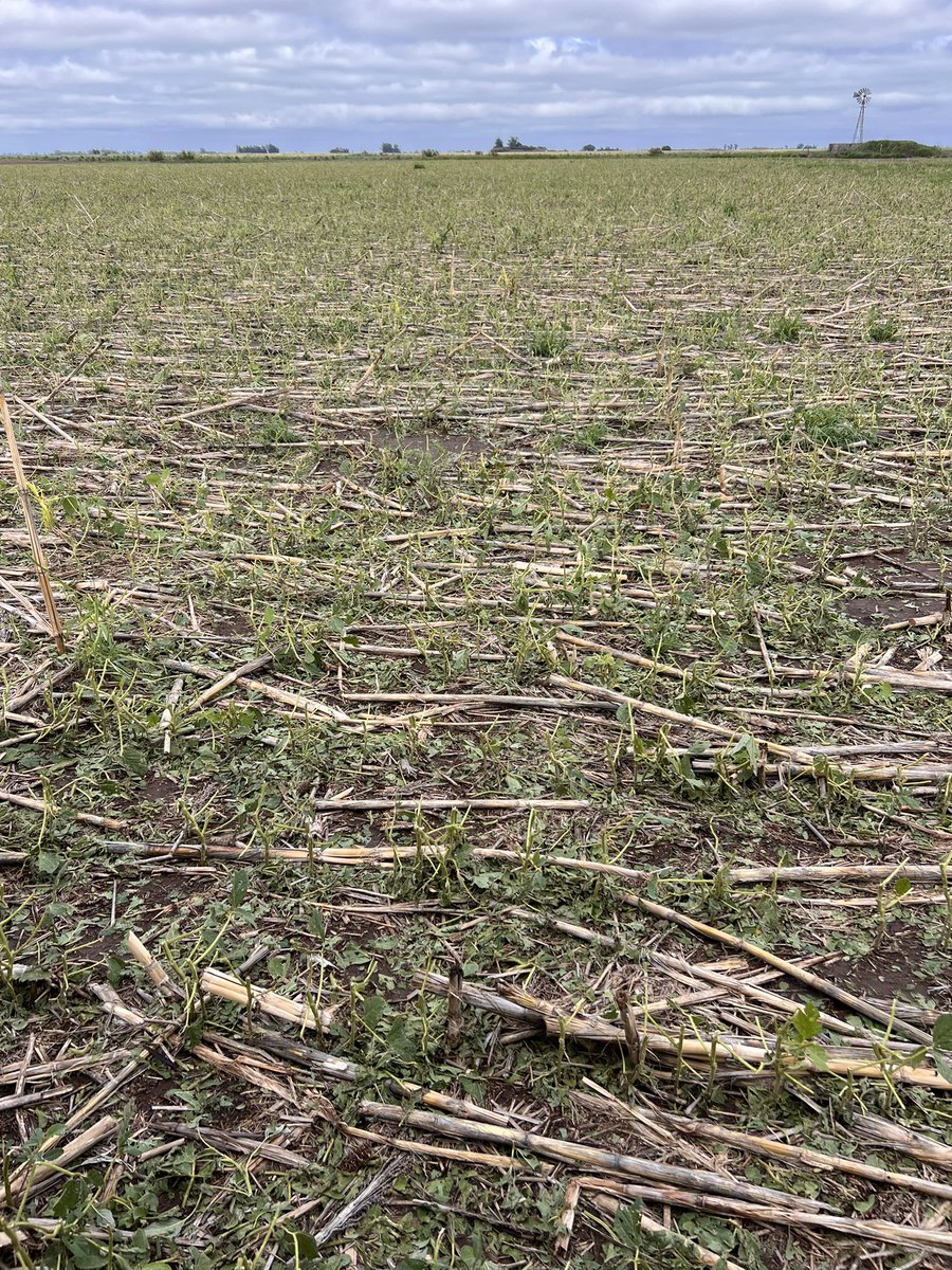 rafaboiero's tweet photo. X es servicio…Que hacemos con esta soja en esta fecha? Se recupera? No se puede resembrar maíz por herbicida… https://t.co/QY9srAzzL0