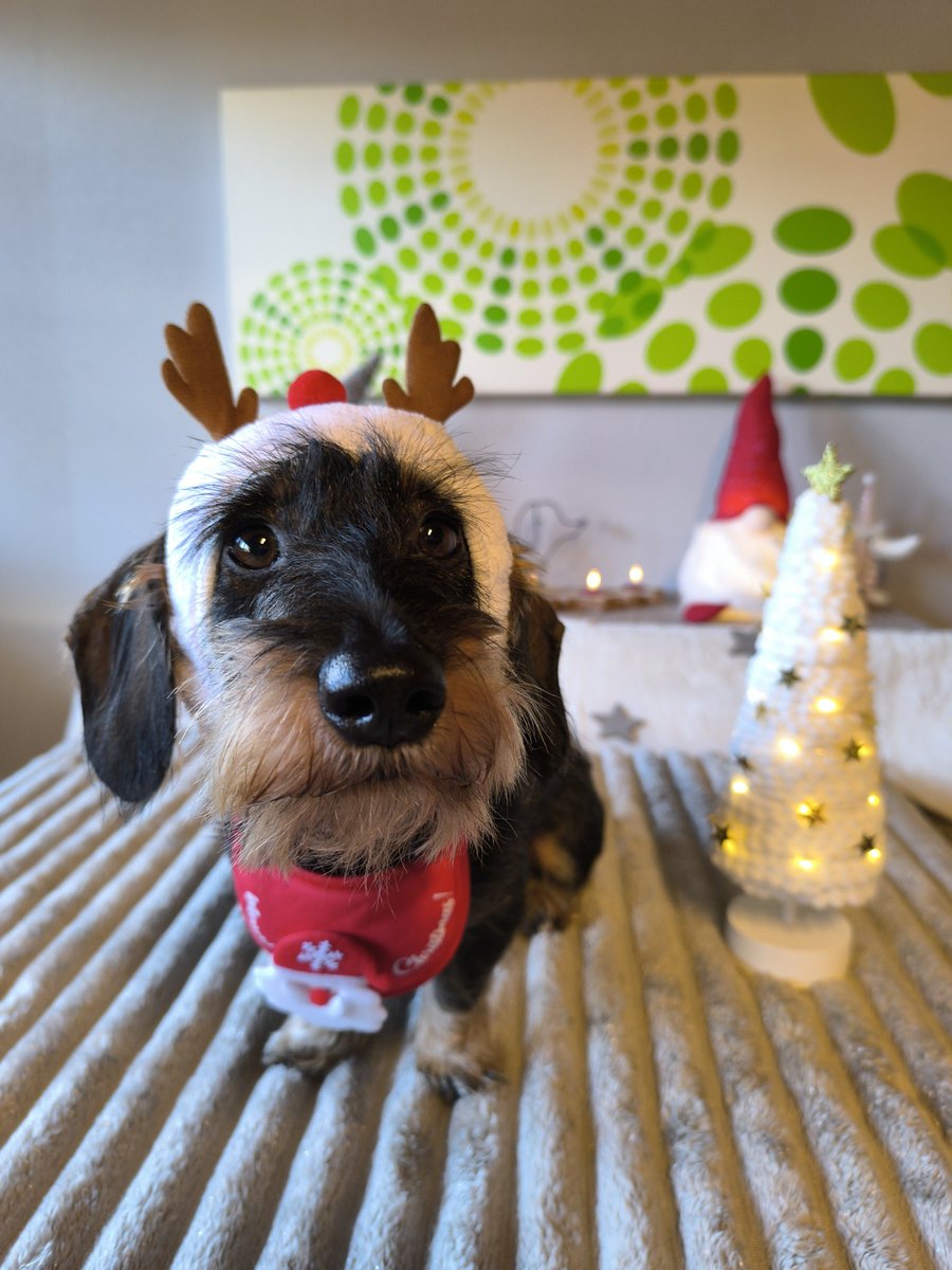 🕯️🕯️🕯️🕯️schönen 4. Advent 😘🐗