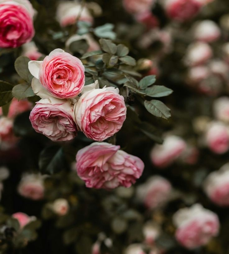 Efendimiz s.a.v kabre konulduktan sonra fâtıma annemiz kabirden bir avuç toprak alıp yüzüne gözüne sürdü ve şöyle buyurdu:
"صُبت علـَـيّ مصـــائبٌ لو أنها
صُبت على الأيام صِــرن لياليا"
•Benim üzerime öyle musibetler çöktü ki, gündüzlere çökseydi gece olurdu..!