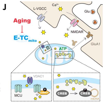 4. Improving cognition in old mice

Cognition slows down in old age - partially due to reduced transcription of mitochondrial DNA, which reduces ATP production in neurons

This study engineered the CREB transcription factor to be continuously active, specifically in mitochondria