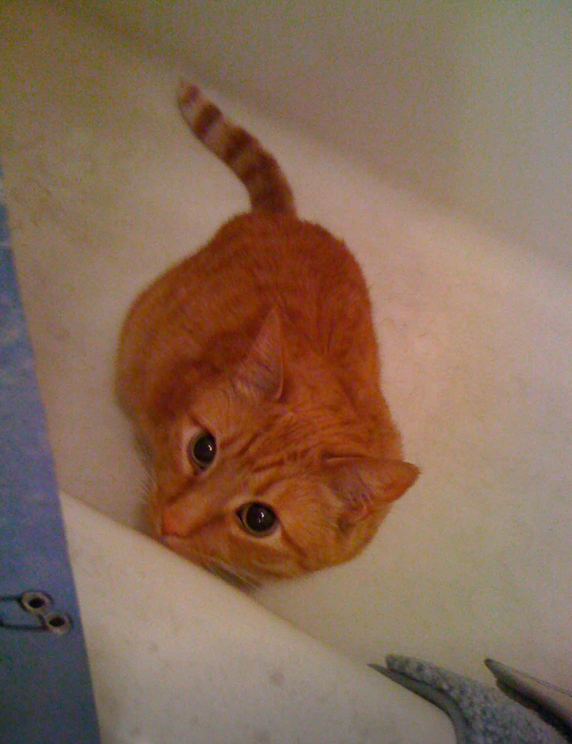 Riley the cat was a surprise present to his human! He enjoyed occasionally playing fetch (when he felt like it) and staring at his human eating. Riley was a pro at hiding in various places and also had a slight addiction to chewing on plastic bag handles. This sweet boy is with