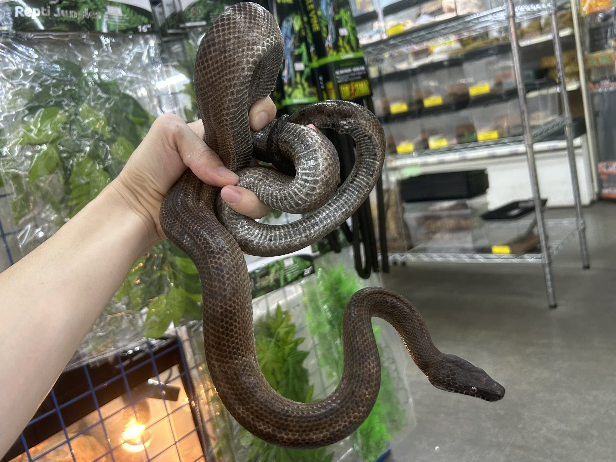 未アップ分プエルトリコ登場！ボアの仲間色々と＠みなとペポニ