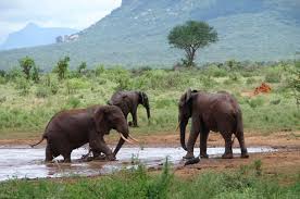 Shame as Colourless and sleepy kitui Mp with only 5 followers on the X platform while their counterparts command thousands of followers. 
Jokers tupu, 

How will these people Help <a href="/skmusyoka/">Kalonzo Musyoka</a>'s Presidential bid In 2027 when no one knows them beyond their villages?