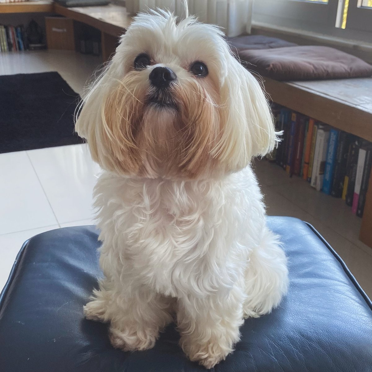 Roberto Motta tweet media