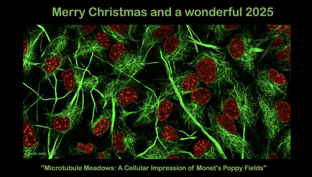 Dear friends, and colleagues, I wish you the most wonderful Christmas and a 2025 full of rich and diverse science. This is the only way to a better world. Enjoy this amazing image of differentiating neurons! A great collaboration with <a href="/AdelAlJord/">Adel Al Jord</a> lab!