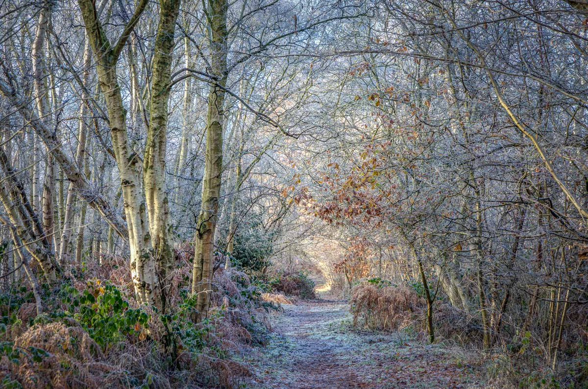 Path through the woods