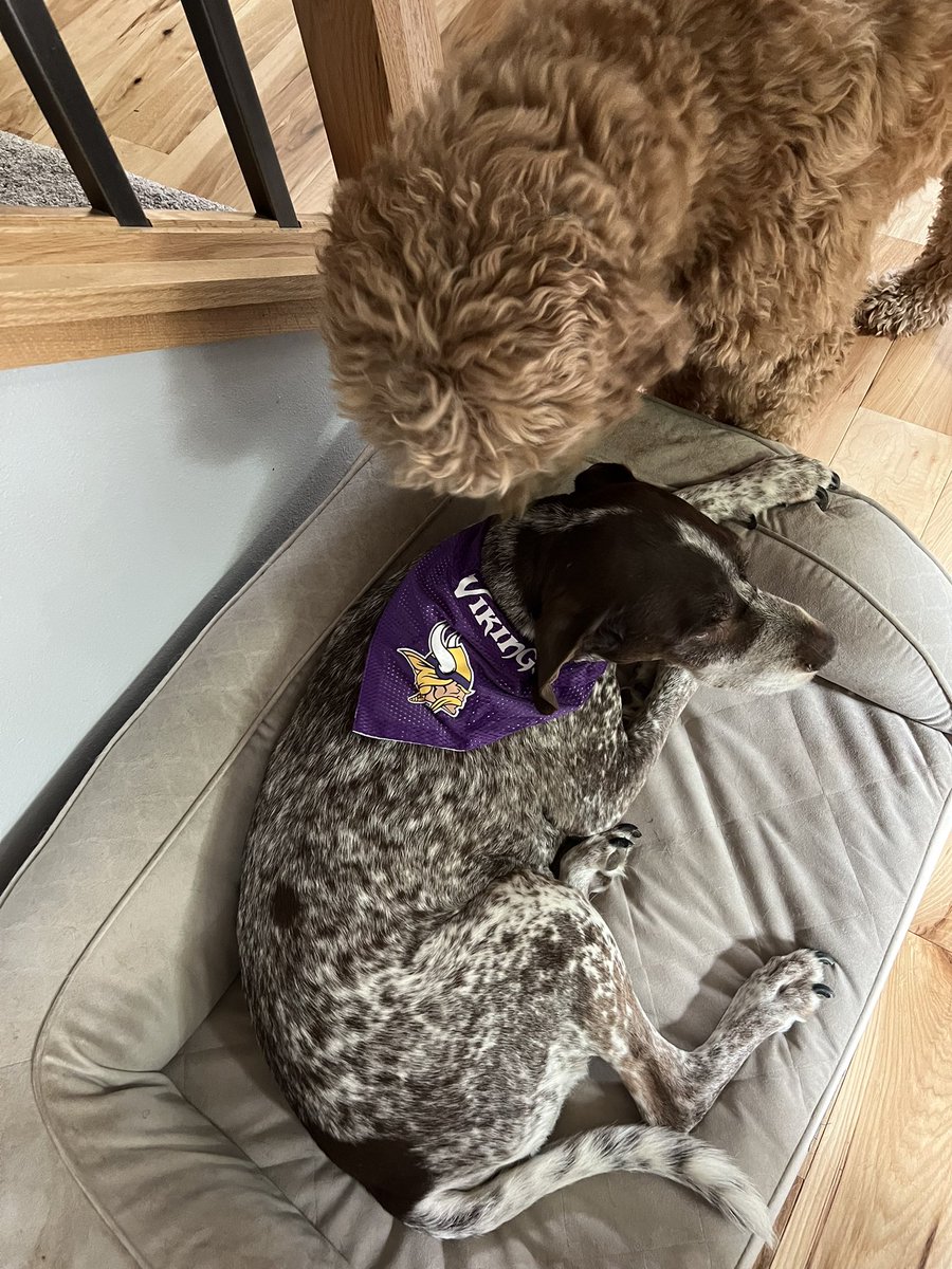 TravisPederson3's tweet photo. With my dog Duke passing away this week, I would watch all the @Vikings games with him.. so win for Duke

#ProBowlVote @Cambeezy_ 
#ProBowlVote @NoExcuses_23 
#ProBowlVote @AndrewVanGinkel 
#ProBowlVote @jongreenard7 
#ProBowlVote @cjham28 https://t.co/RnFzjy9Lxf