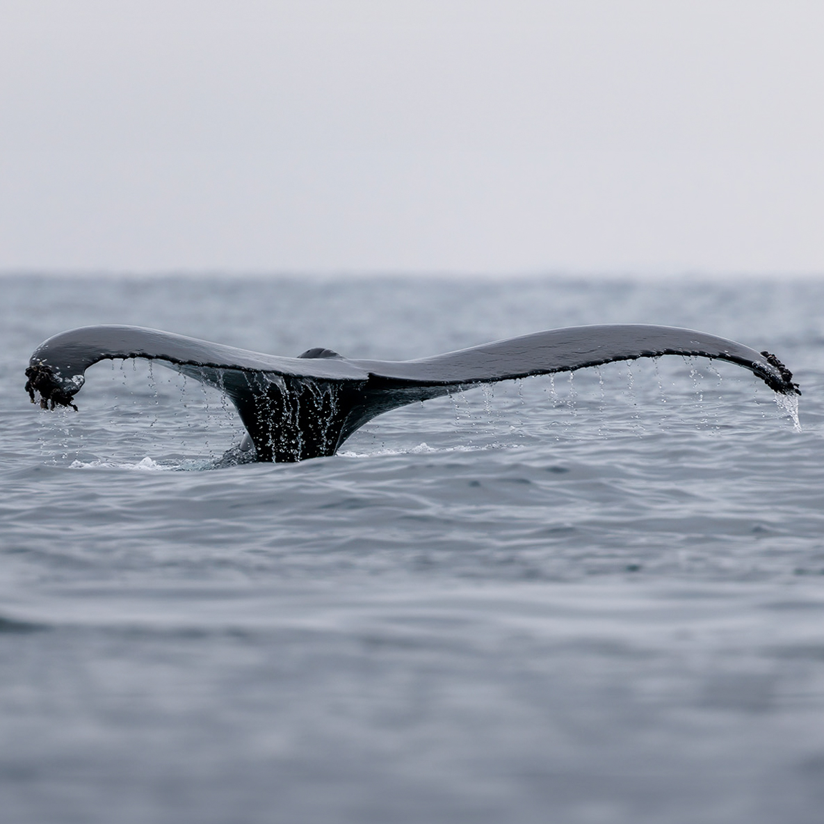 CaptDavesWhaleWatching tweet media