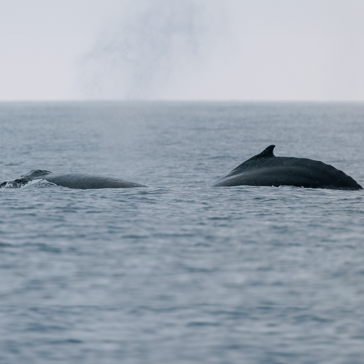 CaptDavesWhaleWatching tweet media
