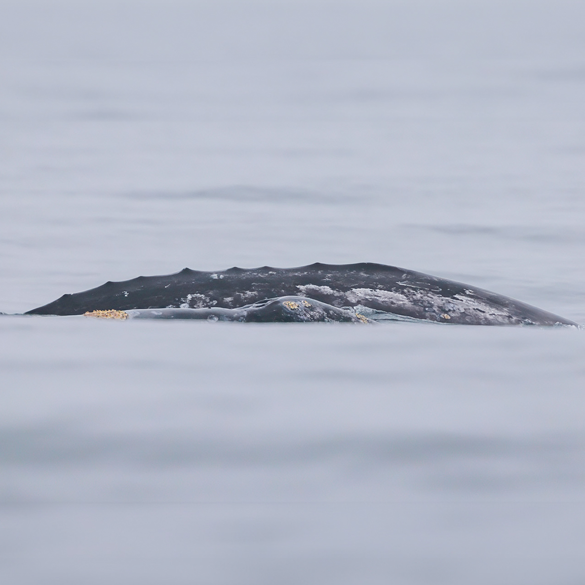 CaptDavesWhaleWatching tweet media