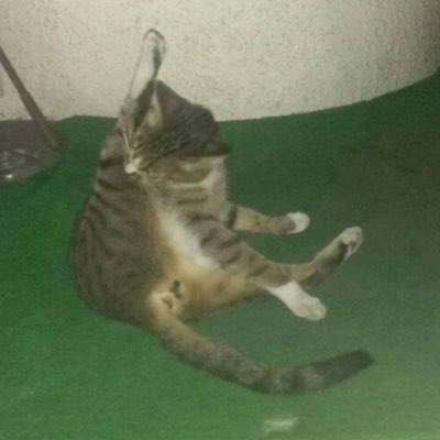 remitimer's tweet photo. #新しいプロフィール画像
#野良猫
#お手入れ

https://t.co/Lo0uBSz4GE https://t.co/gCcC0KScxS