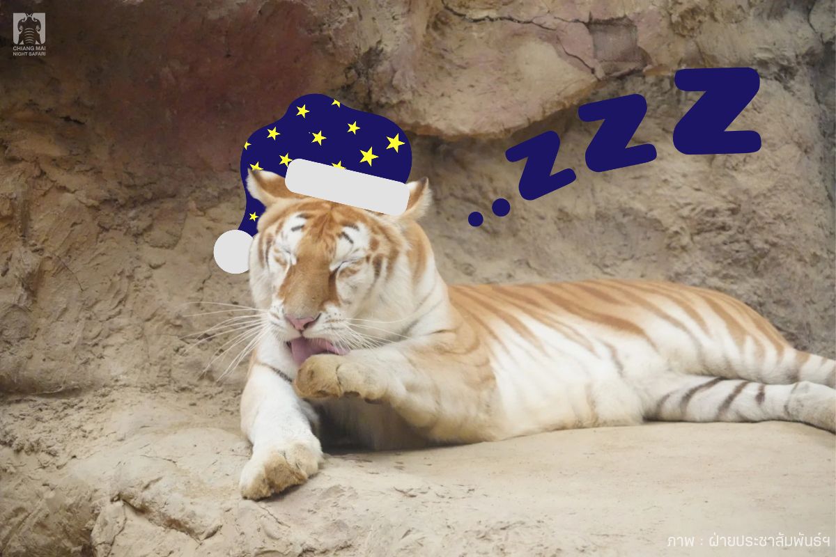 CMNightsafari's tweet photo. 🐯 น้องเอวามาฉ่งพี่ๆ เข้านอน 💤
#น้องเอวา #Ava #เชียงใหม่ไนท์ซาฟารี https://t.co/dpcmd5vXzp