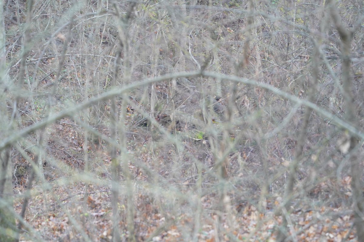 Vai varēsiet bildē atrast putnu un noteikt tā sugu? (<a href="/LOB_lv/">Latvijas Ornitoloģijas biedrība</a> Rīgas čata dalībnieki nedrīkst piedalīties 😉)