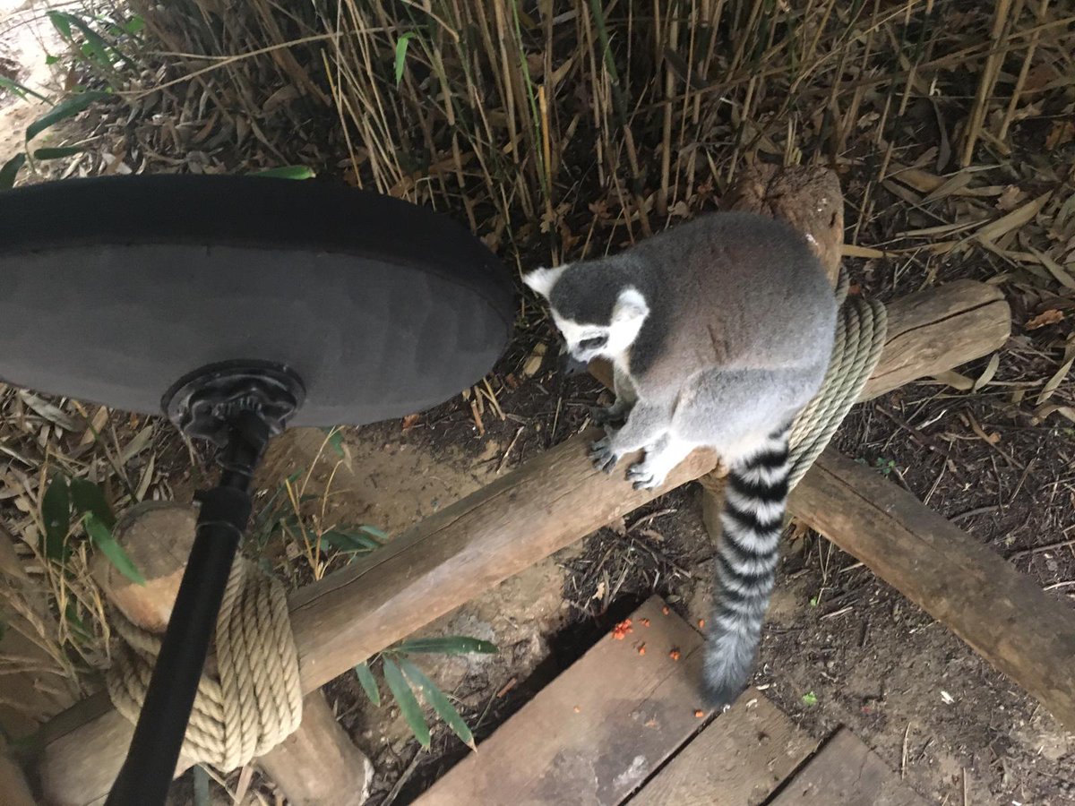 gintszilbalodis's tweet image. Capybara and Lemur!
And also the incredible sound designer of Flow - @gurwal