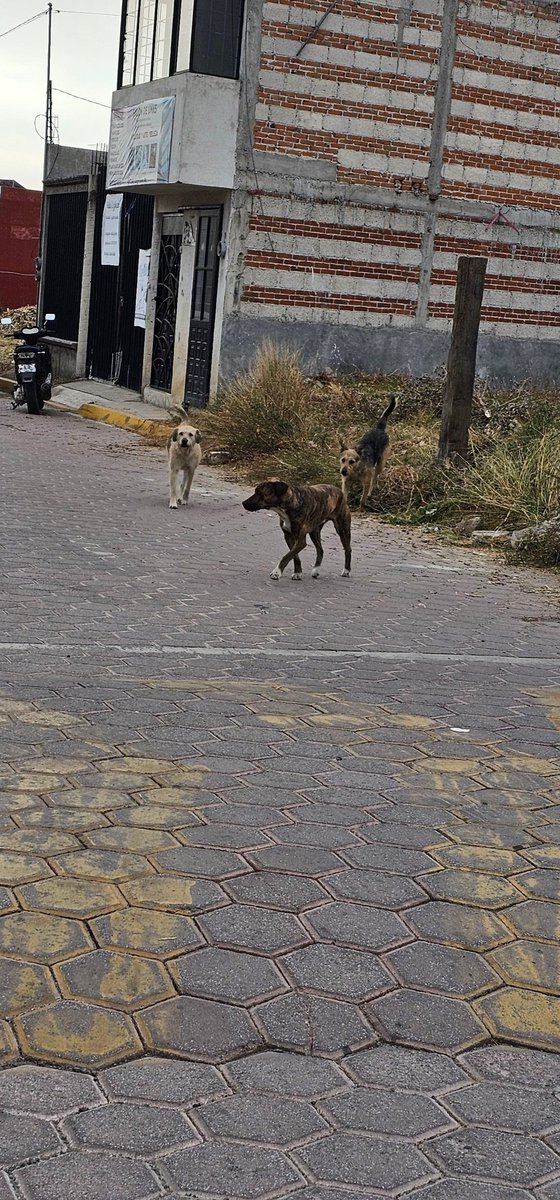 victormave's tweet photo. @omarmunooz en la calle Alcanfores entre la calle Tlaxcala y San Joaquin frente a residencial San Luis todas las mañanas y noches está una jauría de al menos 5 perros, ya en una ocasión atacaron a mi perro, es urgente mande a protección animal y los lleven a un albergue. https://t.co/YVwnAp8ueO