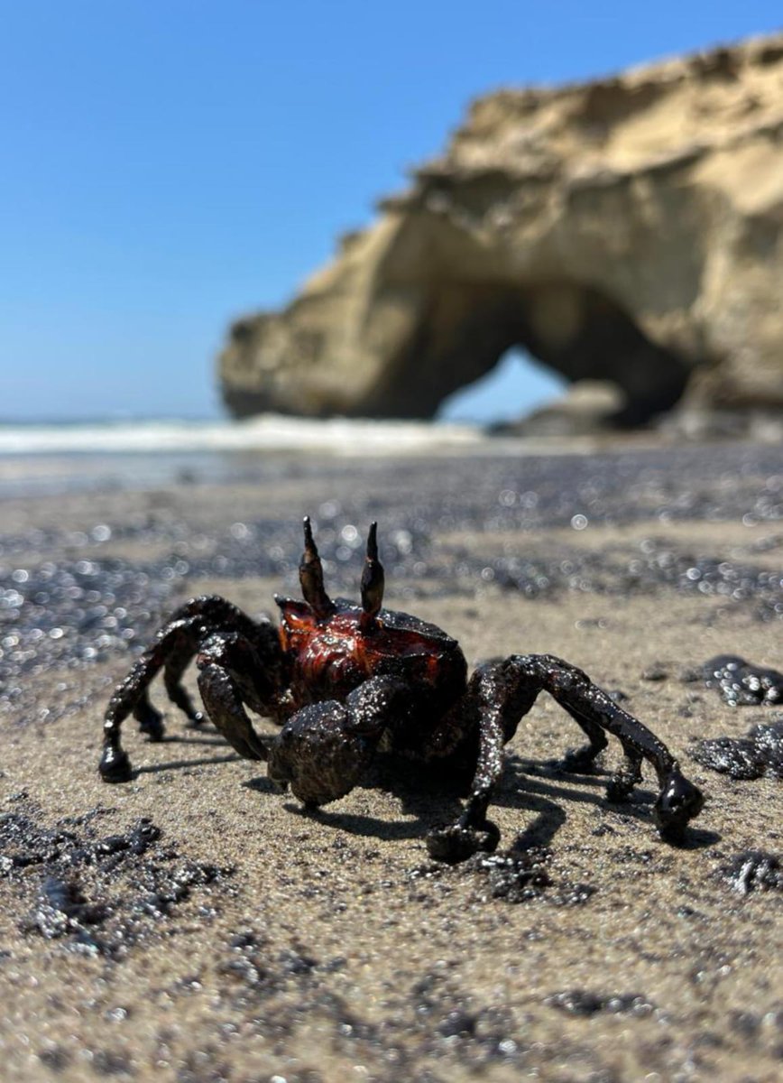 Derrame de petróleo afectó 10 mil m2 de la playa Lobitos. Sin embargo, se ha registrado contaminación en playas Lanchón, Palizada y La bola. 
Aún no se tiene información sobre cantidad de crudo vertida, ni el impacto sobre la fauna marina. 
Más info: bit.ly/3VT2frM