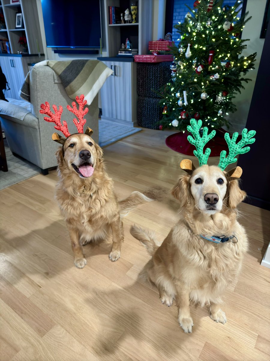 PupPupsChicago's tweet photo. #christmas #holidays #dogs #pets https://t.co/aueQXuReWF