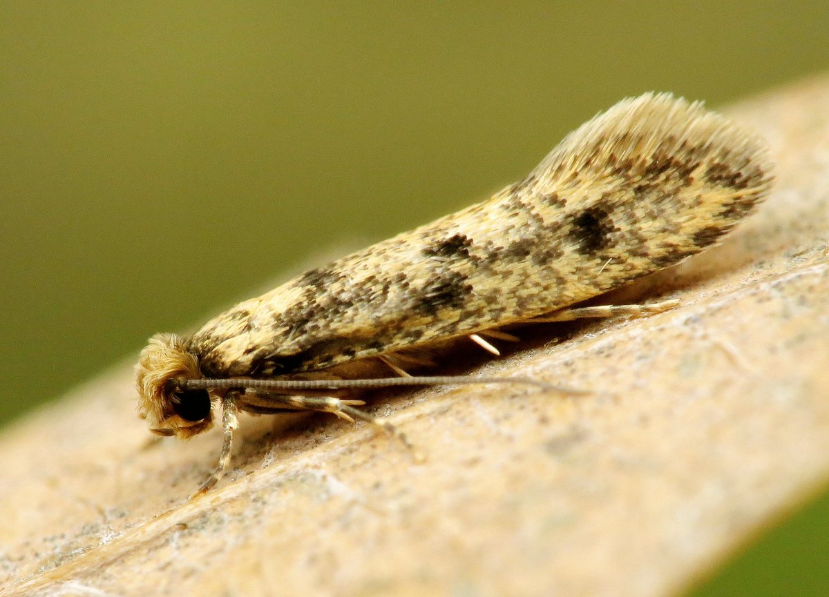 Deze vogelnestmot (Niditinea fuscella) zat op de schuurdeur gisteren. #moths #nature #micro #macro #natuurfotografie #insect <a href="/vlinderNL/">De Vlinderstichting</a> <a href="/Nachtvlinders/">Nachtvlinders</a> <a href="/VroegeVogels/">Vroege Vogels</a>
