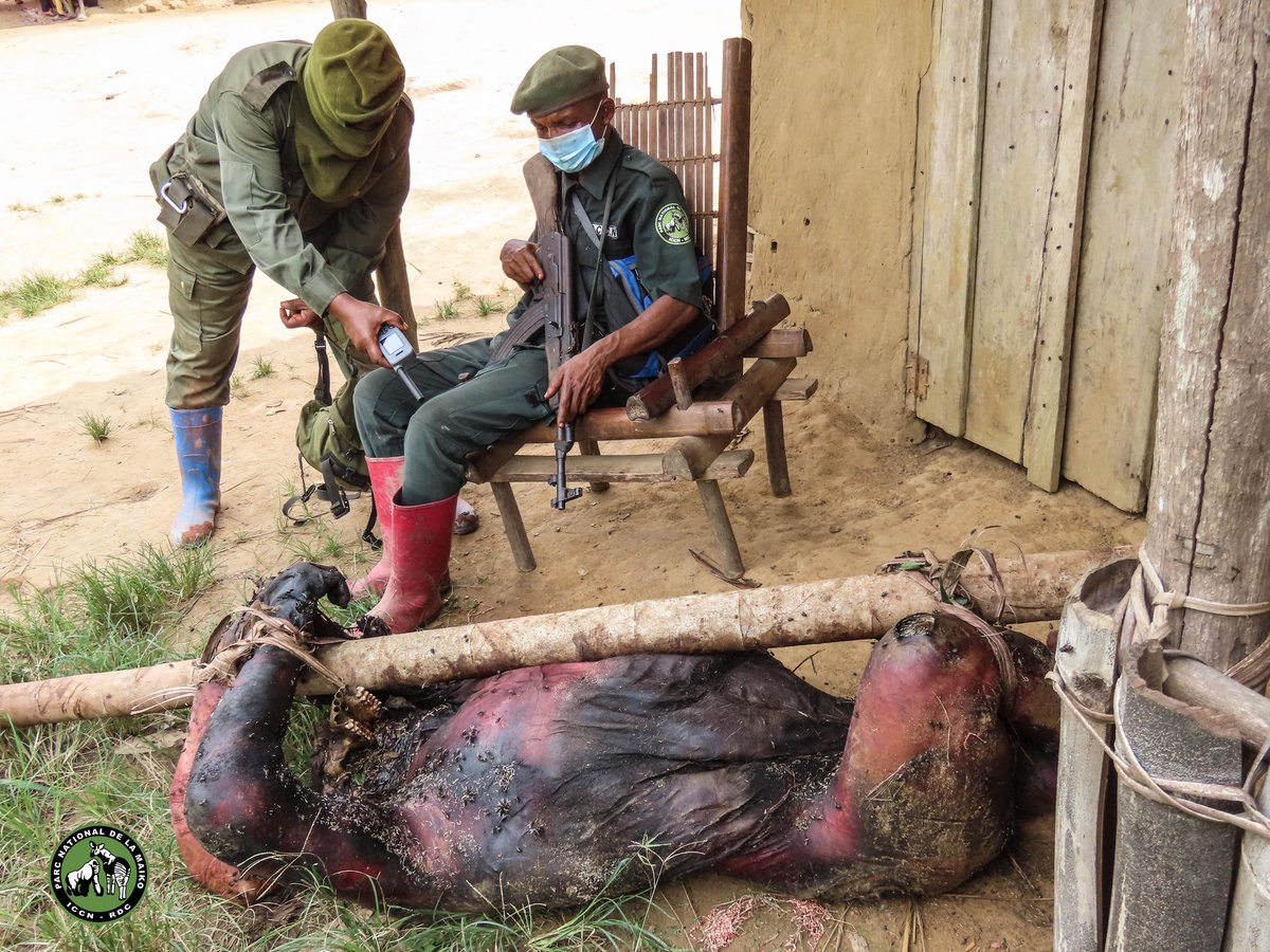 It's with deep sadness that I learn of the killin' of a Grauer's gorilla in the southern sector of the Maiko National Park.Just two wks ago,I observed the efforts of the park managers to familiarize themselves with this isolated individual.

#écocide #gorillalove #gorilla #JGI