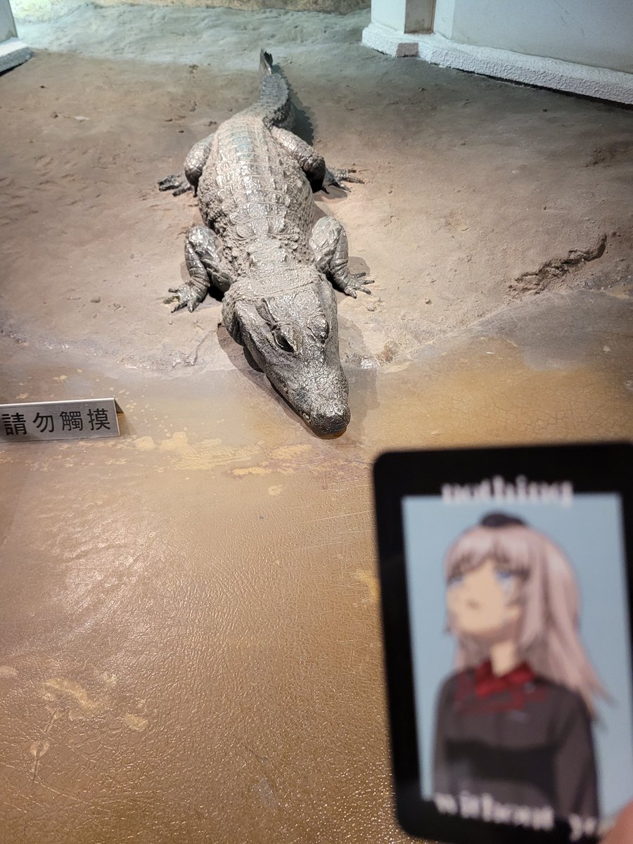 ggon_rkgk's tweet photo. 🐊🐊🐊😥😥😥 https://t.co/1LTPMttsni