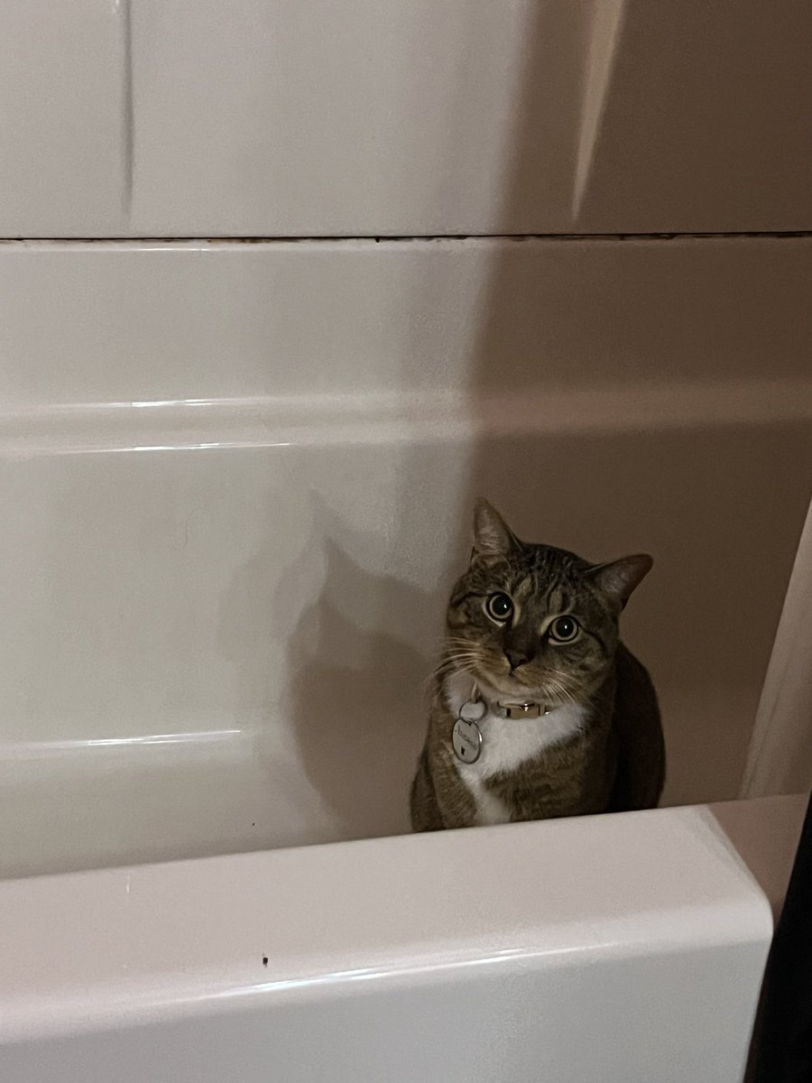 hey guys check out my gfs cat