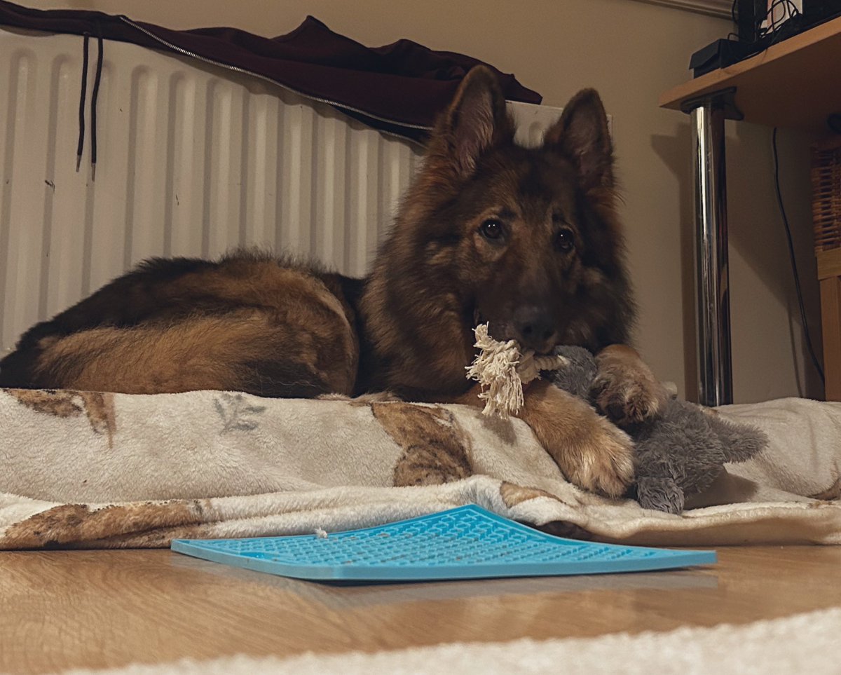 As we enter the last few days before #Christmas, a reminder for anyone to #AdoptDontShop 

But please remember that a pet is for life, not just for a few days.

We were lucky to be able to adopt this floof a while back 💜 

The amount of animals abandoned after Xmas is disgusting