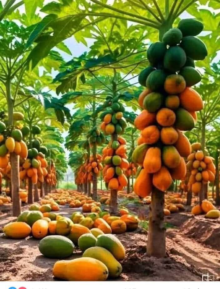 DoggyIsaac's tweet photo. Farming is  love ❤️ https://t.co/zQQTnxsV01