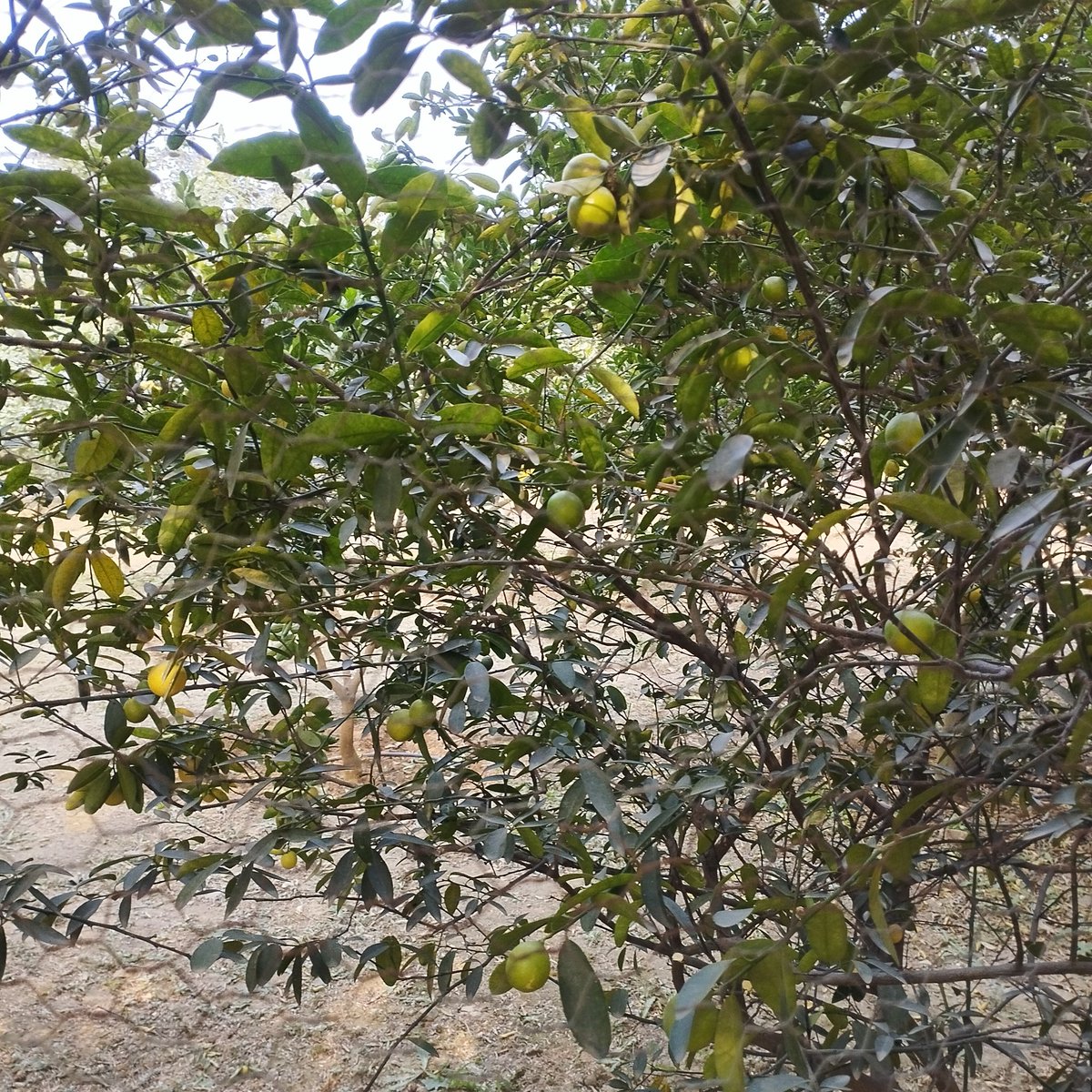 RAKESH VERMA (@yagydeep) on Twitter photo 