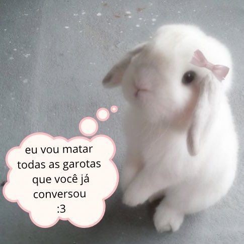 animais com frases aleatorias (@animaisfrases_) on Twitter photo 