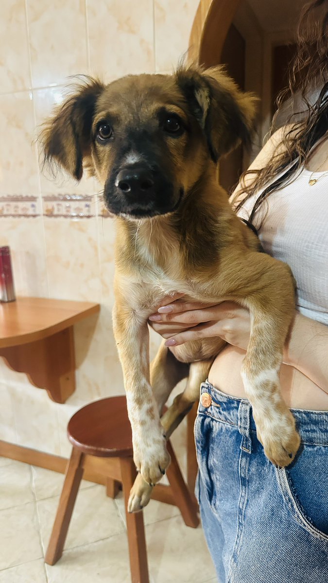 FenixEagle's tweet image. Cachorra mestiza en adopción responsable #pzo #puertoordaz #ciudadguayana @PerroUsuario