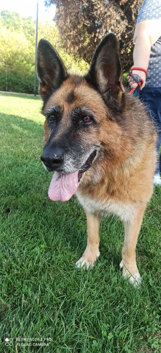 Ricevo,Nove anni ormai,non la vuole nessuno,Buon Natale Cloe
non avrai mai una casa.Farai una
 vita di merxda e nessuno chiamerà per te💔Era un bellissimo PTda giovane ma nessuno si è mai interessato a lei.ULTIMO post poi mi arrendo😓essere cane di razza non aiuta Bari 3283644681