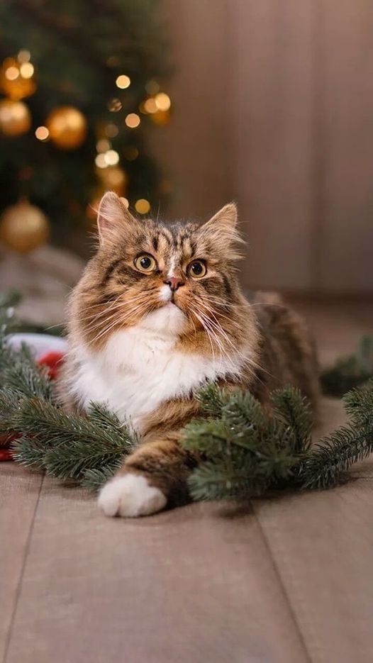 SOLOQ VALORANT 🤡

Hoy domingo de chill, ven ven ven ven ven ven ✨

Kick: kick.com/elenitive
Twitch: twitch.tv/elenitive